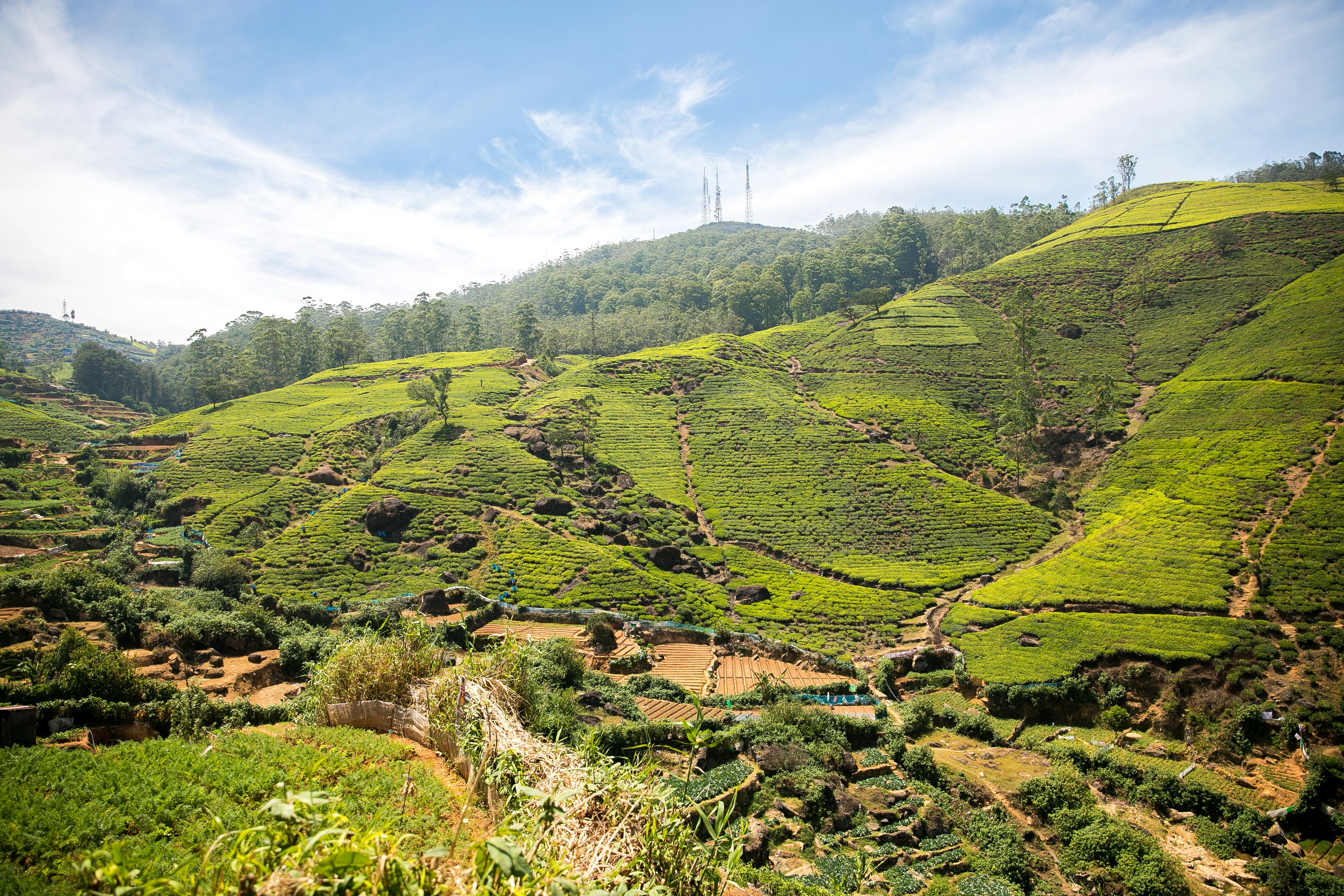 Tea country